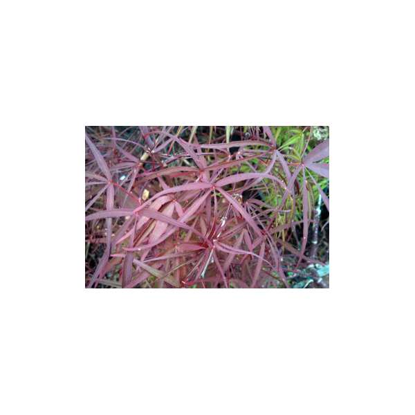 Acer palmatum'Enkan'