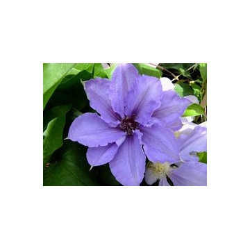 Clematis patens'William Kennett'