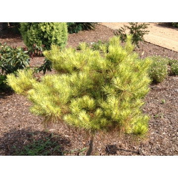 Pinus densiflora'Golden Ghost'