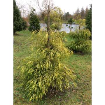 Chamaecyparis lawsoniana'Filip's Golden Sprinklers'