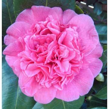 Camellia japonica'Mary Bracey'