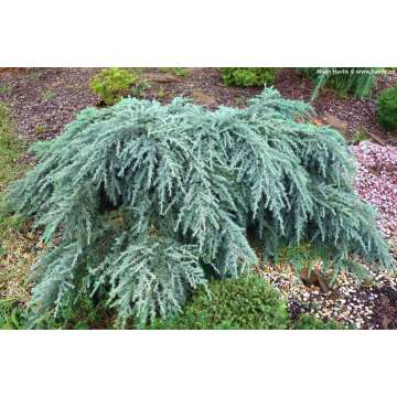 Cedrus deodara'Feelin' Blue'