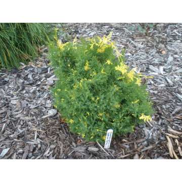 Chamaecyparis obtusa'Saffron Spray'