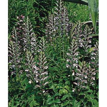 Acanthus hungarians'White Lips'
