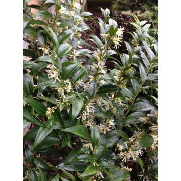 Sarcococca ruscifolia'Dragon Gate'