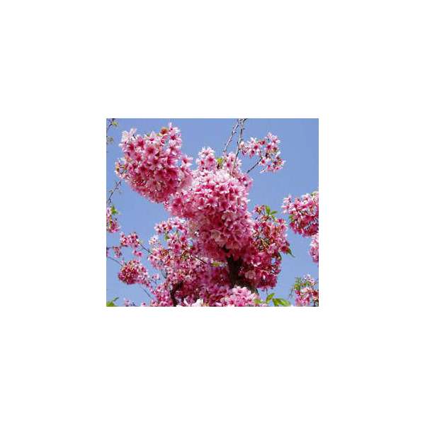 Prunus'Pink Cloud'