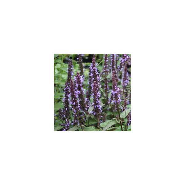 Agastache'After Eight'