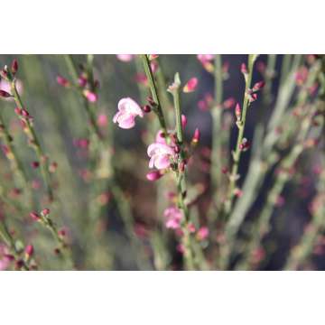 Cytisus'Moyclare Pink'