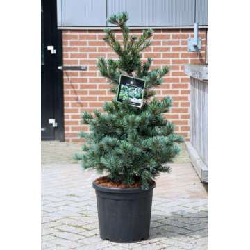 Pinus parviflora'Negishi'