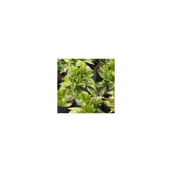 Aucuba japonica'Crotonifolia'