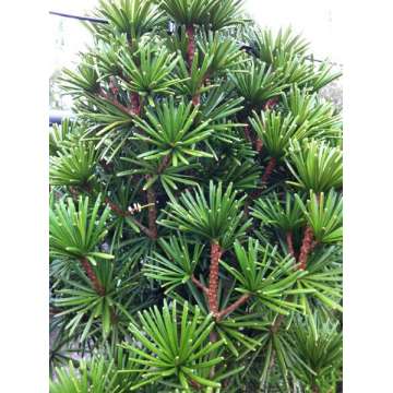 Sciadopitys verticillata'Sternschnuppe'