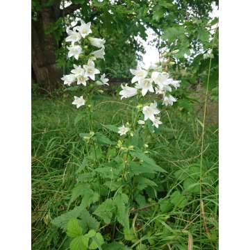Campanula trachelium'Alba'