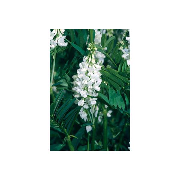 Galega officinalis'Alba'