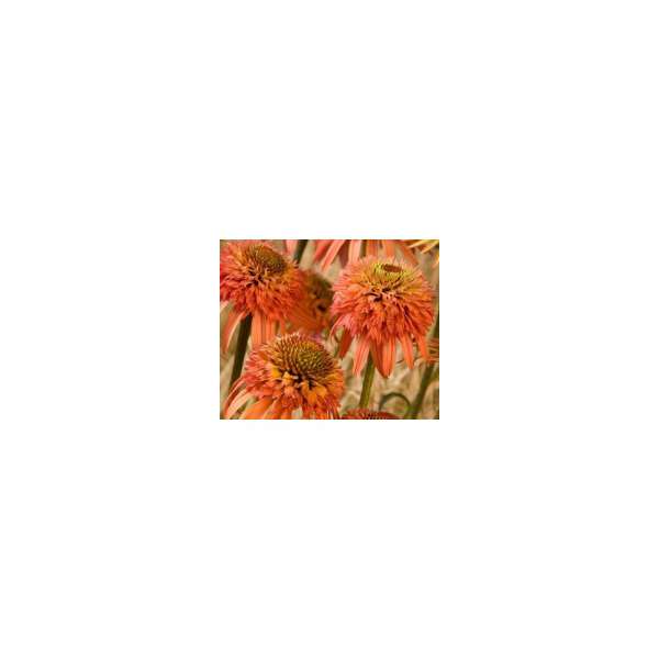 Echinacea purpurea'Irresistable'