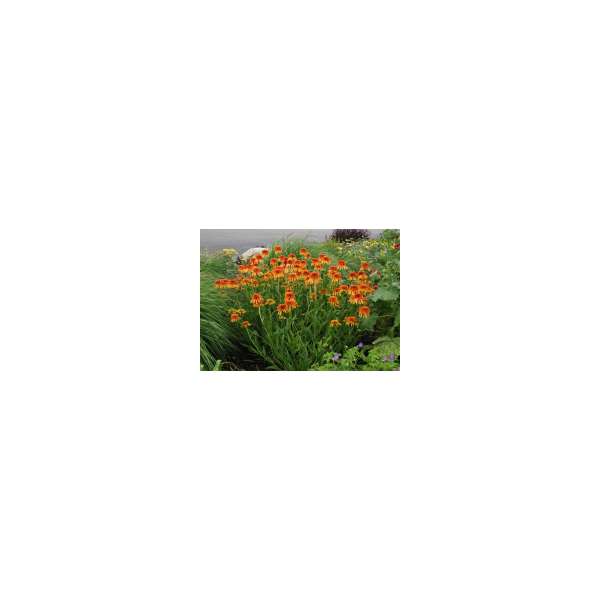 Echinacea'Marmalade'