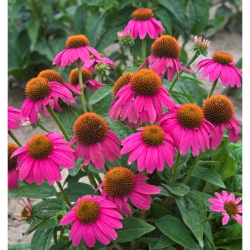 Echinacea'Pow Wow Wild Berry'