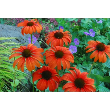Echinacea'Tangerine Dream'