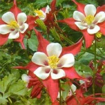 Aquilegia'Crimson Star'