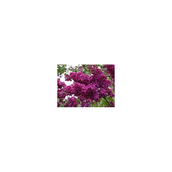 Syringa vulgaris'Andenken an Ludwig Späth'