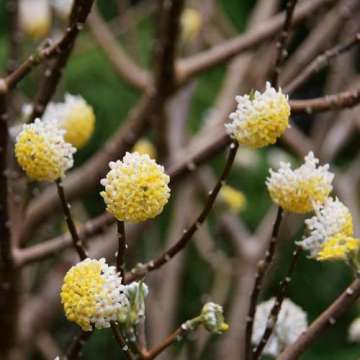 Edgeworthia chrysantha'Grandiflora'