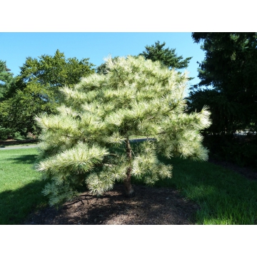Pinus densiflora'Oculus-draconis'