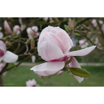 Magnolia soulageana'Lombardy Rose'