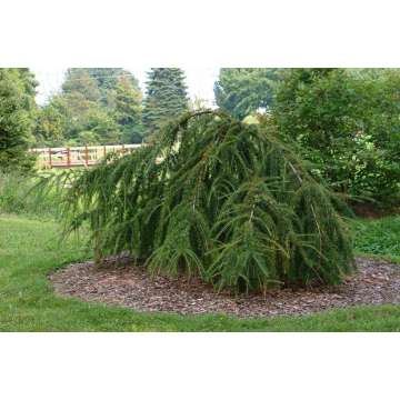Larix kaempferi'Varley Pendula'