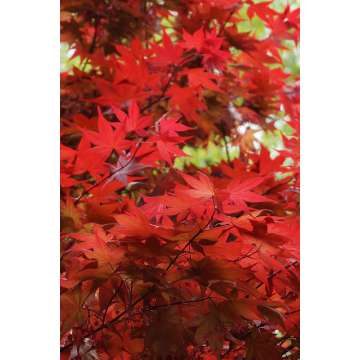 Acer palmatum'O-Kagami'