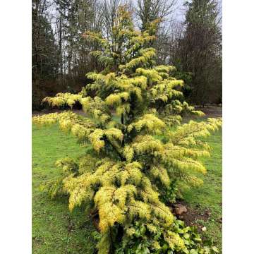 Chamaecyparis obtusa'Fernspray Gold'
