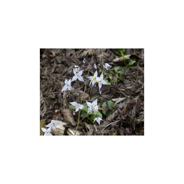 Epimedium stellulatum'Long Leaf Form'