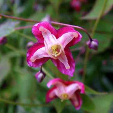 Epimedium'Red Star'