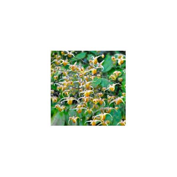 Epimedium'Andre Charlier'