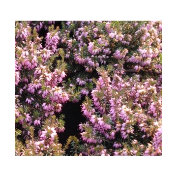 Erica carnea'Viking'