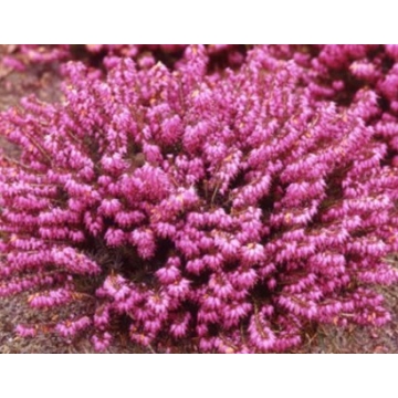 Erica carnea'Winterfreude'