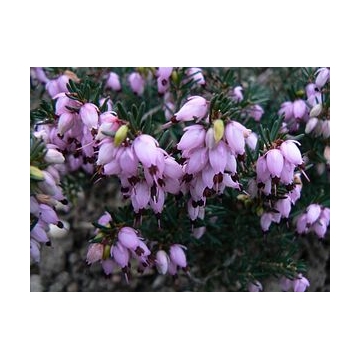 Erica darleyensis'Aurélie Brégeon'