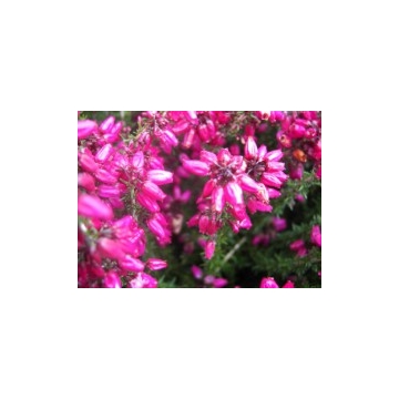 Erica cinerea'Roter Kobold'