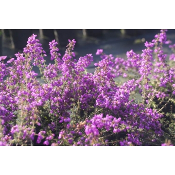 Erica cinerea'Pallas'