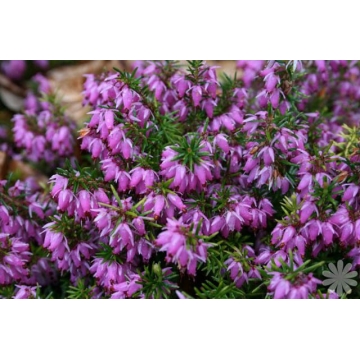 Erica darleyensis'Darley Dale'