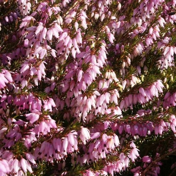 Erica darleyensis'Winter Surprise'