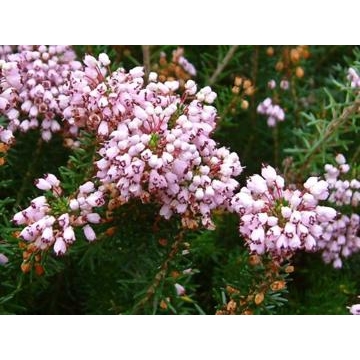 Erica vagans'Holden Pink'