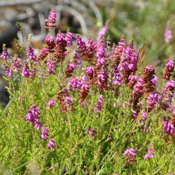 Erica ciliaris'Bretagne'