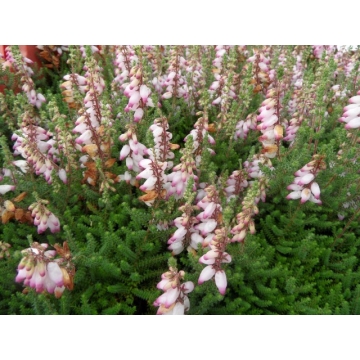 Erica ciliaris'David McClintock'