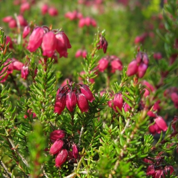 Erica cinerea'Coccinea'