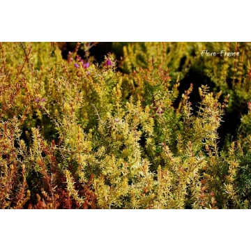 Erica cinerea'Golden Hue'