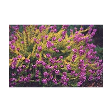 Erica cinerea'Golden Sport'