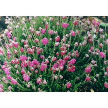 Erica tetralix'Helma'