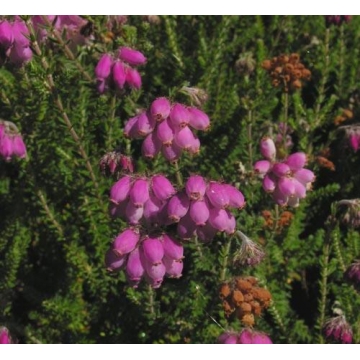 Erica tetralix'Con Underwood'