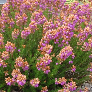 Erica vagans'St. Keverne'