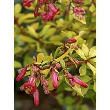 Escallonia'Golden Carpet'