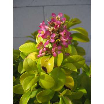 Escallonia laevis'Pink Lemon'